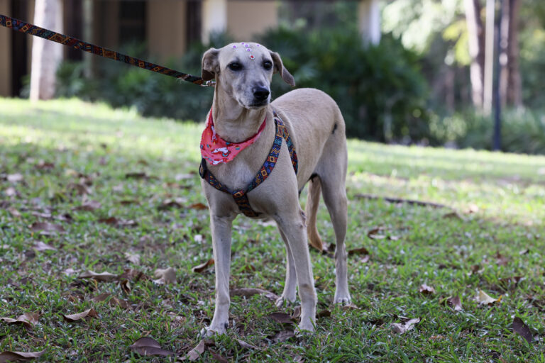 Projeto Parceiro de Caminhada promove interação com cães em Palmas